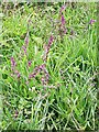 Red bartsia (Odontites vernus)