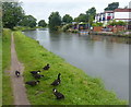 Ducks along the towpath