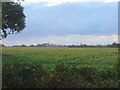 TM5387 : Crop field off Cliff Farm Lane by JThomas