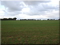 Young crop field near Glebe Farm