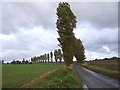 Tree lined road towards Gisleham 