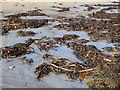 NU2614 : Seaweed on the beach at Boulmer by Oliver Dixon