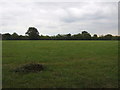 Grazing, Oak Tree Farm