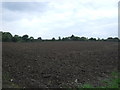 Field off Bungay Road