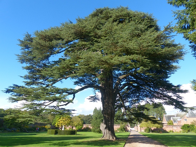 Cedar of Lebanon, Tredegar House... © Robin Drayton :: Geograph Britain ...