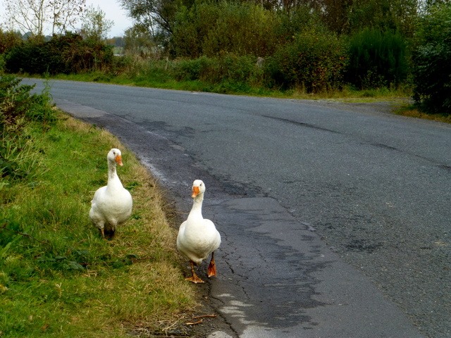 Ganders along Farmhill Road, Ballynamullan