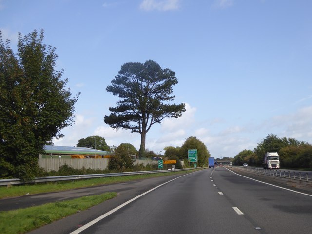 A lone tree by the A449 near Raglan