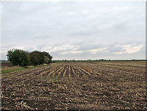 TL4080 : On North Fen in October by John Sutton