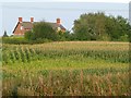 SJ6470 : Looking across a maize field towards Eaton Hall Farm by Christine Johnstone