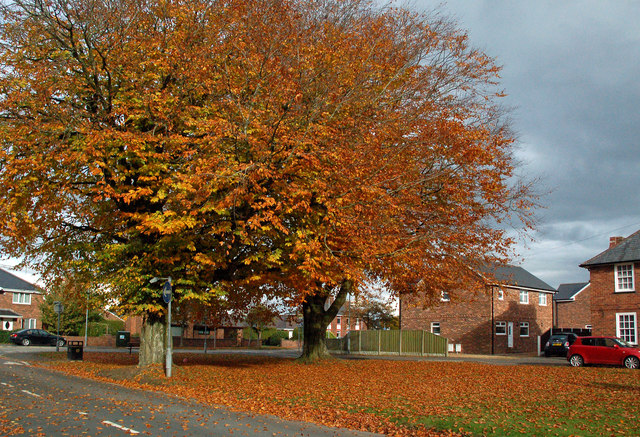 Autumn Colours at Gretna