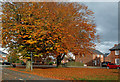 Autumn Colours at Gretna