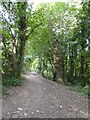 SX5254 : Footpath on the side of the stream through The Belt, Saltram by David Smith