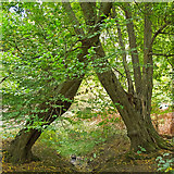 TQ4199 : Kissing Trees near Woodridden Hill, Epping Forest by Roger Jones
