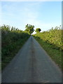 Narrow lane towards Acton Round