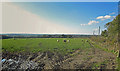 Pasture near North Park, Wiston