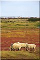 TL9304 : Saltmarsh Lamb by Glyn Baker
