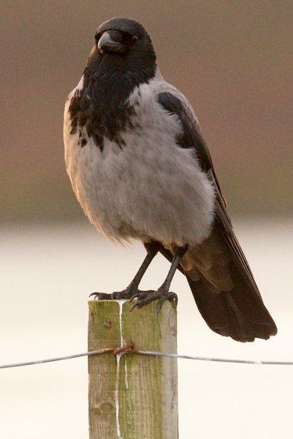 Hooded Crow (Corvus corone), Toft