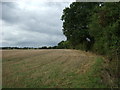 Stubble field and hedgerow 