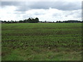 Young crop field south of Station Road