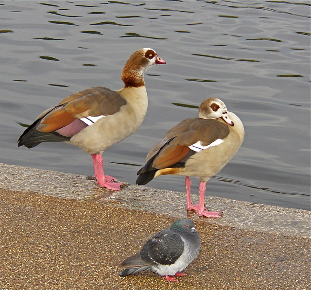 Exotic geese, plus a pigeon, by the Round Pond