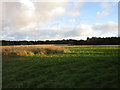 Rough grazing near Oakleigh Farm