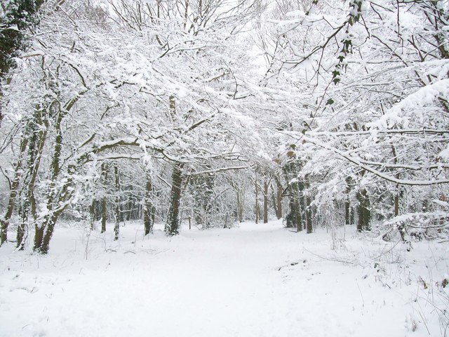 Snow laden trees in Hainault Forest © Alan cc-by-sa/2.0 :: Geograph ...