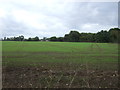 Young crop field near Oaks Farm