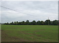 Young crop field, Little Whittingham Green