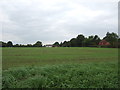 Young crop field near Slades Farm