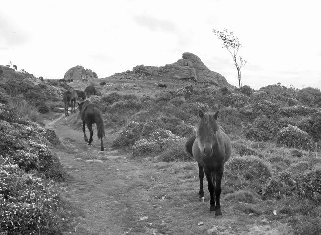 Ponies on the Path