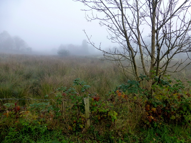 Misty at Gallan Lower