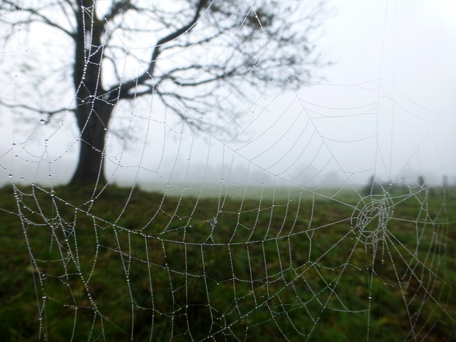 Spider's web, Gallan Lower