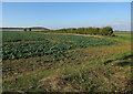 Field near Morden Grange Farm