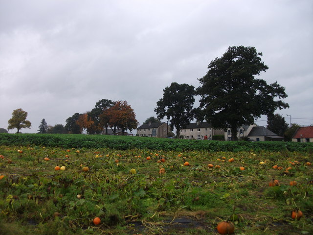 Field of pumpkins, Arnprior