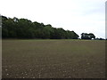 Young crop field and woodland