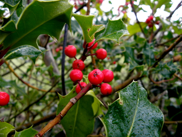 Holly berries, Claraghmore