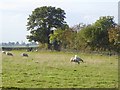 Field with sheep