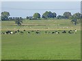 NY4844 : Cattle and sheep at Tarn Wadling by Oliver Dixon