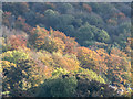 Autumn Colours near Chinnor, Oxfordshire