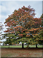 Autumn Colours Grovelands Park, London N21