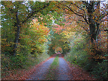 S6339 : Autumn Laneway by kevin higgins