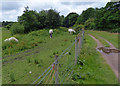 Horses next to the Leeds and Liverpool Canal