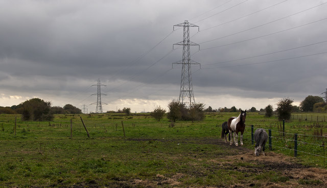 A field with horses and pylons