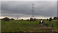 A field with horses and pylons