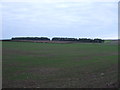 Young crop field near Springdale Farm