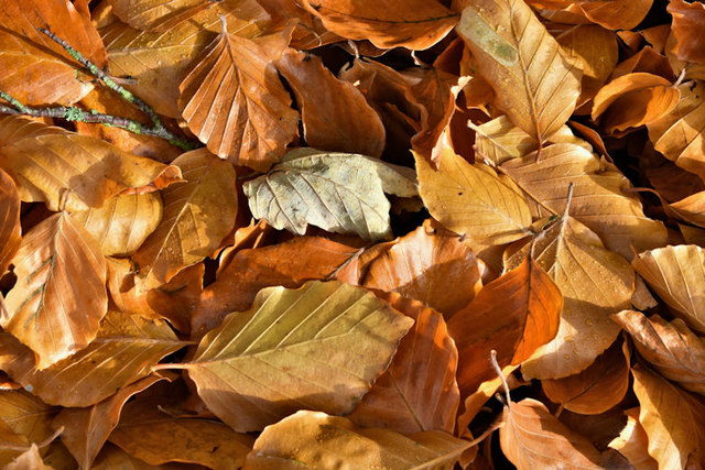 Autumn leaves, Minnowburn, Belfast -... © Albert Bridge :: Geograph ...