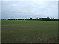 Young crop field off Octon Road, Thwing