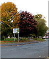 Autumn colours in Nantwich