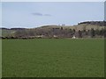 Winter cereal crop, Crosston