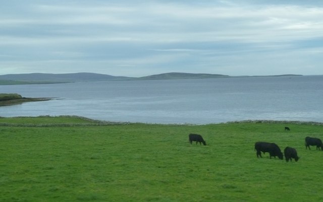 Grassland, cows and bay